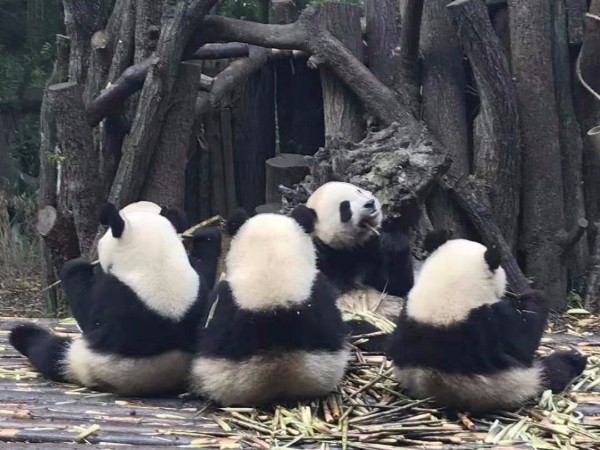 相遠科技成都三日游-領略特色美食和文化風情